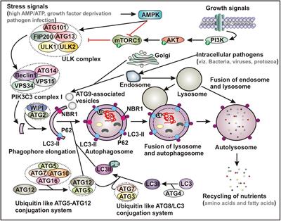 Therapeutic Potential of Exploiting Autophagy Cascade Against Coronavirus Infection